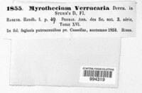 Albifimbria verrucaria image